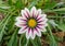 Gazania sunny flower