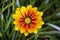 Gazania Yellow flower in closeup