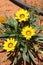 Gazania Yellow Flowers