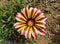 gazania yellow with purple flower in a park