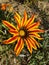 gazania yellow with red flower