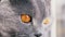 Gaze of a Gray Furry British Cat with Large Wide Open Green Eyes. 4K. Close-up