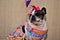 Gaze of a hillbilly french bulldog in a dress and colorful bow on her head at the junina canina party