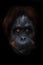 Gaze of a sage. intellectual face of an orangutan with an ironic look and a half smile, dark background. Isolated black background