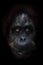 Gaze of a sage. intellectual face of an orangutan with an ironic look and a half smile, dark background. Isolated black background