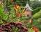 Gazebo at the end of the Red Border at the Arts and Crafts garden at Hidcote Manor in the English Cotswolds, Gloucestershire UK