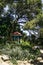 Gazebo among exotic plants in the Nikitsky Botanical Garden in Yalta, Crimea, Ukraine. June 2011