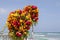 Gazebo. Flowers. Mexico. Ocean view. Caribbean gazebo