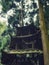 Gazebo in a forest, Mount Qingcheng, Dujiangyan, Sichuan Province, China