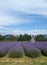 Gazebo In The Lavender Fields