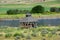 Gazebo on Yellowstone