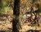 Gazella gazella gazella Pallas Israel Jerusalem forest