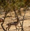 Gazella gazella gazella Pallas Israel Jerusalem forest