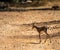 Gazella gazella gazella Pallas Israel Jerusalem forest