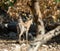 Gazella gazella gazella Pallas Israel Jerusalem forest