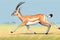 Gazelle antelope animal running grassland