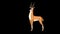 Gazelle Antelope Grazing. Animated Motion Graphic with Alpha Channel.