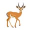 Gazelle or antelope with horn. African mammal animal in wildlife. Vector