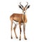 Gazelle Antelope isolated on white background 3D illustration.