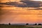 Gazelle Antelopes Wildlife animals grazing under during magical sunset Trees Rough Roads Savannah grasslands of the Maasai Mara Na