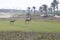 Gazelle, Arabian (Gazella arabica)