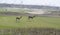 Gazelle, Arabian (Gazella arabica)