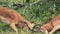 Gazelle Bulls Fighting At The Grassland In Kenya - Closeup S