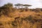 Gazelle in the bush - Game drive with Safari car in Serengeti National Park in beautiful landscape scenery, Tanzania, Africa
