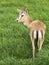 gazelle Central Asian, beautiful animals