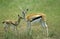 GAZELLE DE THOMSON gazella thomsoni