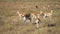 Gazelle Family in African Savanna, Impala Antelope in Natural Habitat, Tanzania
