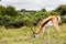 Gazelle Feeding On Grass In Eastern Cape South Africa