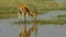 Gazelle feeding in the wetlands of amboseli