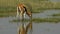Gazelle feeding in the wetlands of amboseli