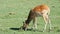 Gazelle female eating grass at safari