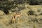 Gazelle Gerenuk