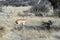 Gazelle Gerenuk in African savannah