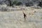 Gazelle Gerenuk in African savannah