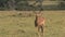 Gazelle grazes on the grassland