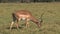 Gazelle grazes on the grassland