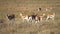 Gazelle Herd in African Savanna. Impala Antelope Slow Motion 120fps