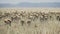 a gazelle herd wagging their tails at serengeti