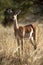 Gazelle in the high grass