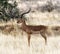 Gazelle Impala in Africa