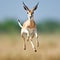 A gazelle leaping through the air in a grassy field, AI