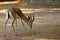 Gazelle looking for some food in the sand