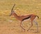 Gazelle, Masai Mara