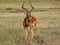 Gazelle in the Masai Mara