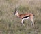 Gazelle in masai mara game park