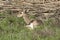 A Gazelle Resting in a Meadow